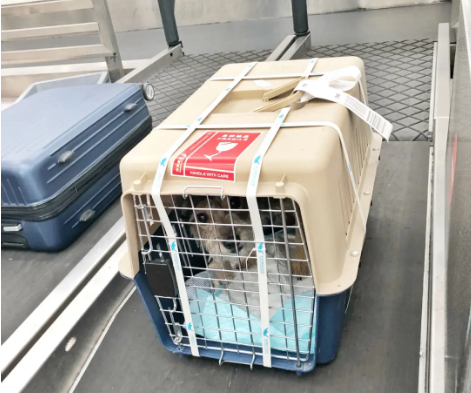 红河宠物托运 宠物托运公司 机场宠物托运 宠物空运